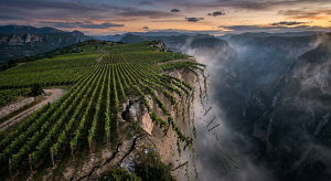 Vineyards on the edge of an abyss.
